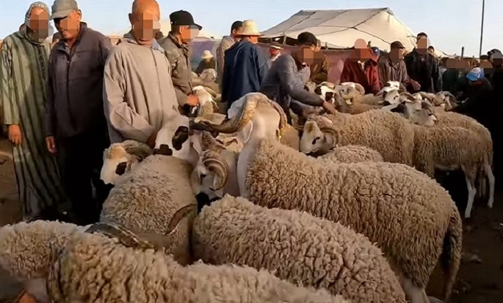 بعد إلغاء عيد الأضحى.. حزب الاستقلال يدعو إلى برنامج استعجالي لتدارك الخصاص في قطيع الماشية