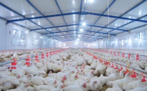 مربو الدجاج بين خطر الإفلاس أو البقاء رهائن للشركات المتحكمة في السوق