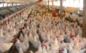 الجمعية الوطنية لمربي دجاج اللحم تستنكر في بلاغ لها
