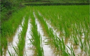 قرار وزاري يثير غضب منتجي الأرز بمنطقة الغرب