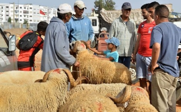المغاربة يستقبلون عيد الأضحى في ظل ندرة المياه وارتفاع الأسعار