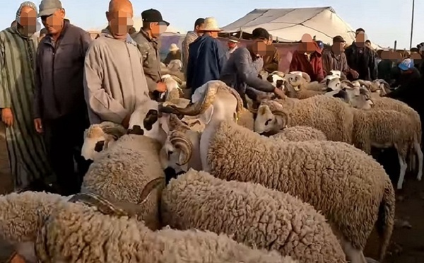 بعد إلغاء عيد الأضحى.. حزب الاستقلال يدعو إلى برنامج استعجالي لتدارك الخصاص في قطيع الماشية