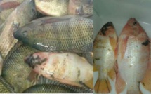أسماك‭ ‬خطيرة‭ ‬تباع‭ ‬للمغاربة‭ ‬في‭ ‬طنجة