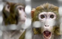 فيروس القردة الفتاك يستنفر السلطات الصحية بمراكش