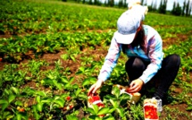 استمرار ‬استنزاف‭ ‬العاملات‭ ‬المغربيات ‬بمزارع‭ ‬وحقول‭ ‬إسبانيا