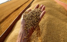  ‬محصول الحبوب بالمملكة لم يتعد 34 مليون قنطار