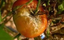 داء خطير يفتك بطماطم المغرب