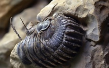 اكتشاف حياة بحرية تعود إلى 515 مليون سنة محبوسة في رواسب بركانية بالمغرب..
